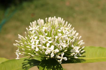 Pin Flower Thailandの写真素材