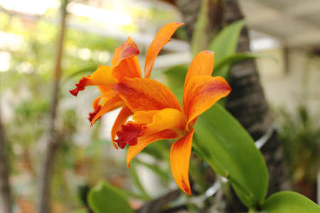 Orange orchid Thailandの写真素材