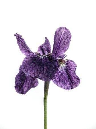 Iris