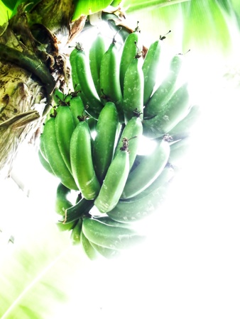 Bananaの写真素材