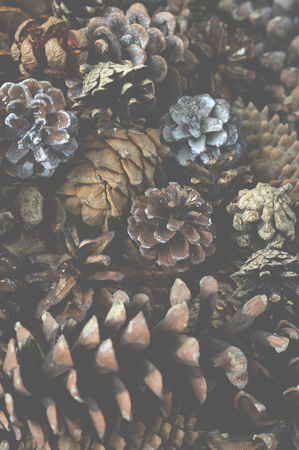 Winter background from different Christmas tree cones . Christmas tree Cones closeupの写真素材