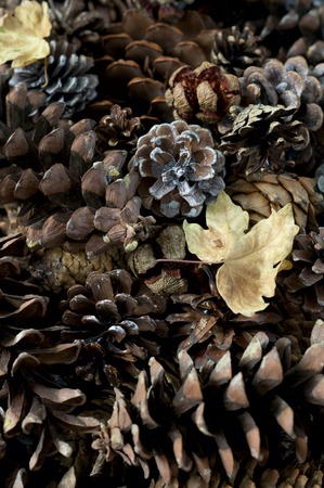 Winter background from different Christmas tree cones . Christmas tree Cones closeup