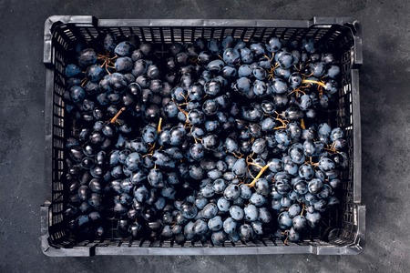 Blue grapes in box on black backgroundの写真素材