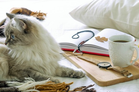 The bed in the bedroom, morning, Breakfast, coffee, sleeping catの写真素材
