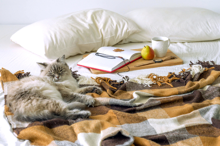 The bed in the bedroom, morning, Breakfast, coffee, sleeping catの写真素材