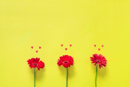 Red gerbera on yellow background. The view from the top. Copy spaceの写真素材