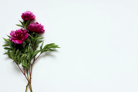 Peonies on a white background . The view from the top. Copy spaceの写真素材