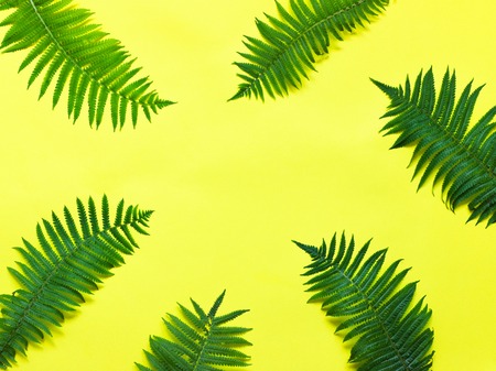 Fern leaves on a yellow background.の写真素材