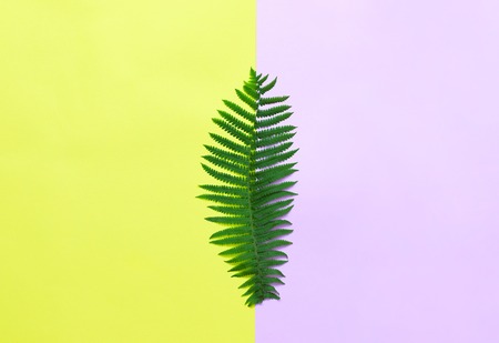 Fern leaves on a multi-colored yellow pink background.の写真素材