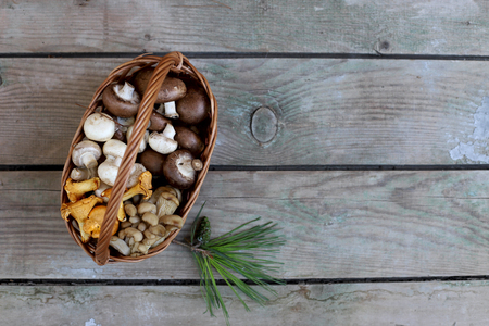 Mushrooms different mushrooms, chanterelles, oyster mushrooms on a grey background.の写真素材
