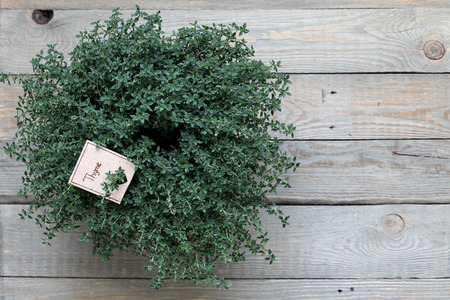 Thyme in a pot on a wooden background. Fresh herbの写真素材