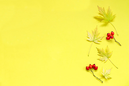 Autumn maple leaves.