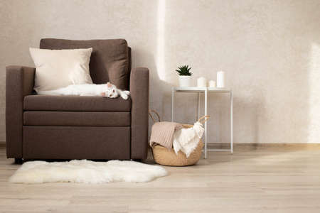 Minimalistic interior of the living room, a white cat is lying on a chair, a wicker basket with a blanket on the floor, a sheep skin and a coffee table with candles. Copy space.の写真素材