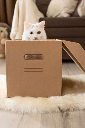 A white cat sits in a cardboard, craft box, peeking out of it.
