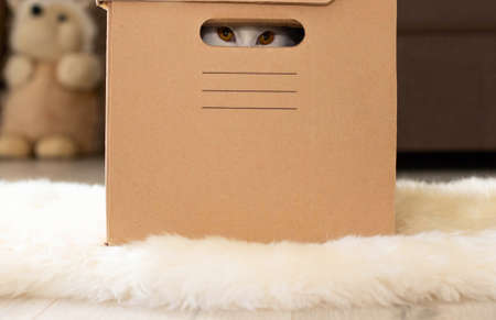 A white cat sits in a cardboard, craft box, peeking out of it.の写真素材