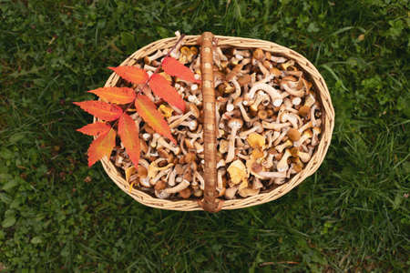 Mushroom picking season in the forest in autumn. A wicker basket with honey mushrooms stands on the grass, top view.の写真素材