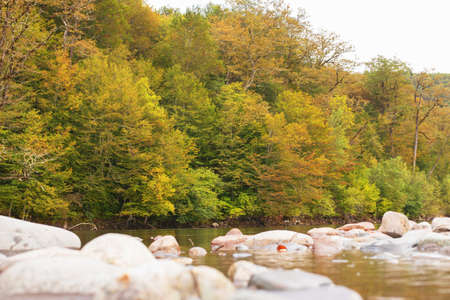 Autumn landscape, mountains, trees with yellowed leaves, a mountain river.の写真素材