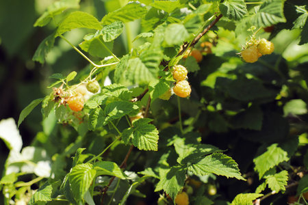 Yellow raspberries on the branches in the garden in summer in sunny weatherの写真素材
