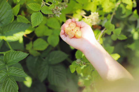 Yellow fresh raspberries in the hand of a child in the garden against the background of raspberry leaves in summer in sunny weatherの写真素材