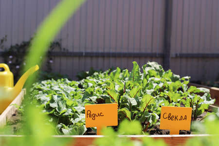 High beds in the garden, in which vegetables grow radishes, tomatoes, beets.