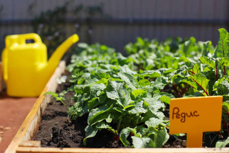 High beds in the garden, in which vegetables grow radishes, tomatoes, beets.の写真素材