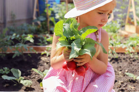 A girl child waters in the summer, takes care of the garden, harvests radishes. Rural life of real peopleの写真素材
