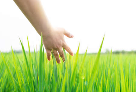 Succulent lush green grass in the meadow in the early morningの写真素材