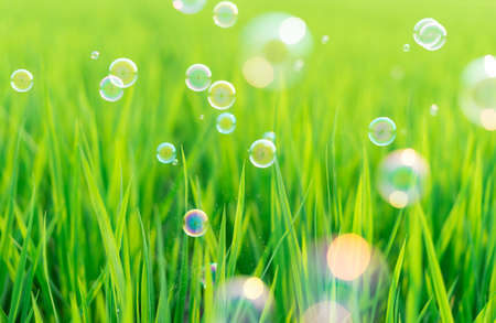 Succulent lush green grass in the meadow with soap bubblesの写真素材