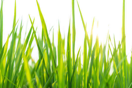 Succulent lush green grass in the meadow in the early morningの写真素材