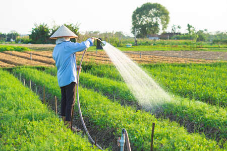 farmer is watering her onion field, in the sunny afternoonの写真素材