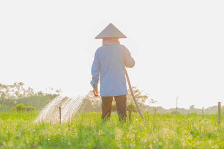 farmer is watering her onion field, in the sunny afternoonの写真素材