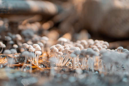 Nice Liberty cap Psilocybe mushroomsの写真素材