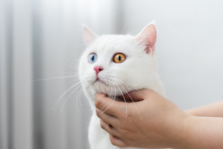 lovely white cat image with two color eyes at homeの写真素材