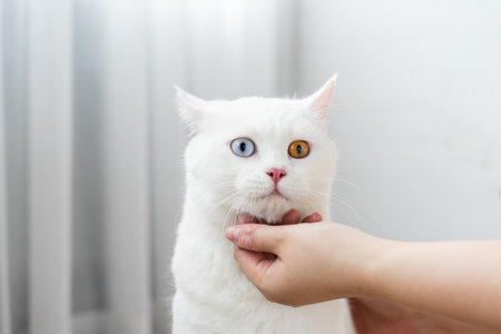 lovely white cat image with two color eyes at homeの写真素材