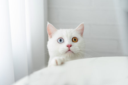 lovely white cat image with two color eyes at homeの写真素材
