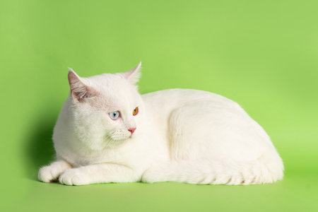 lovely white cat image with two color eyes at homeの写真素材