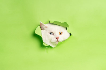 lovely white cat image with two color eyes at homeの写真素材