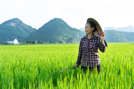 Farmer woman in the rice fieldの写真素材
