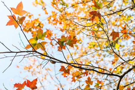 picture of maple leaves by the lake