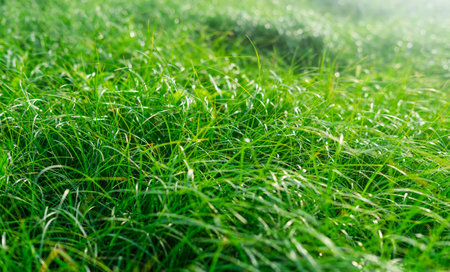 The image of green, fresh grass in the morningの写真素材