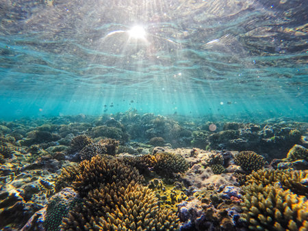 Underwater image of the sea, with corals and fishの写真素材