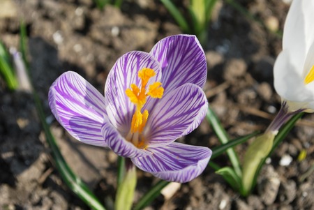 Early crocus blooms in the flower garden in springの写真素材