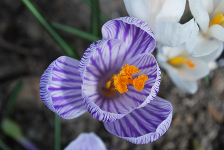Early crocus blooms in the flower garden in springの写真素材
