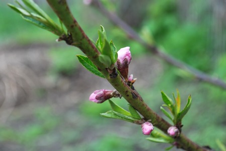 Young peach buds in spring, the beginning of blooming flowersの写真素材