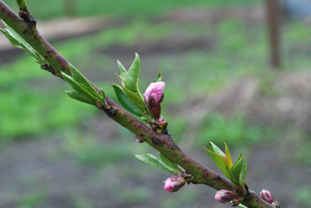 Young peach buds in spring, the beginning of blooming flowersの写真素材