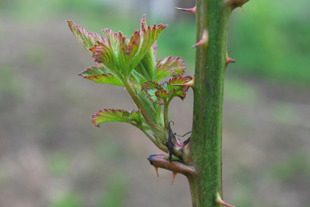 Blackberry young shoots on stem in springの写真素材