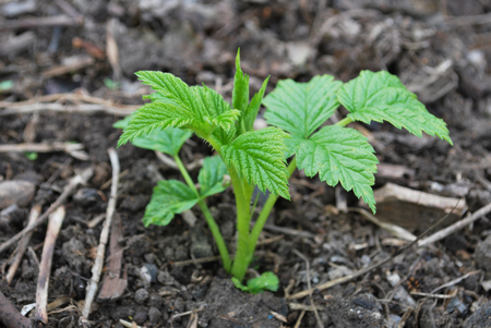 young raspberry shoots spring in the garden of berries