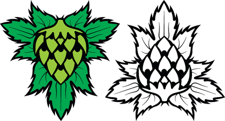 Colored vector illustration with color and monochrome hops.のイラスト素材