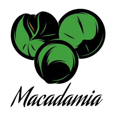 Vector color illustration of a macadamia pod.のイラスト素材