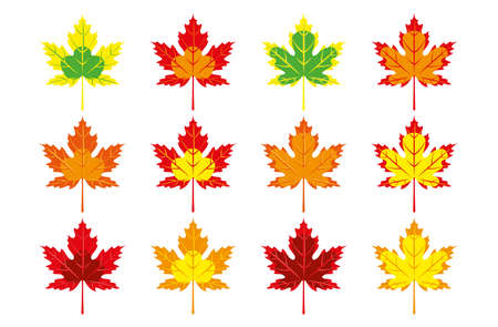 Set of multicolored autumn maple leaves. Vector illustration.のイラスト素材